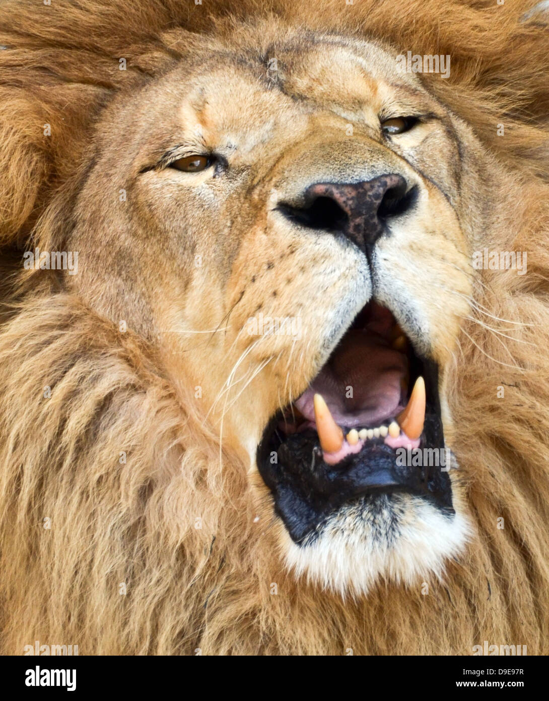 Roaring lion africain portrait Banque D'Images