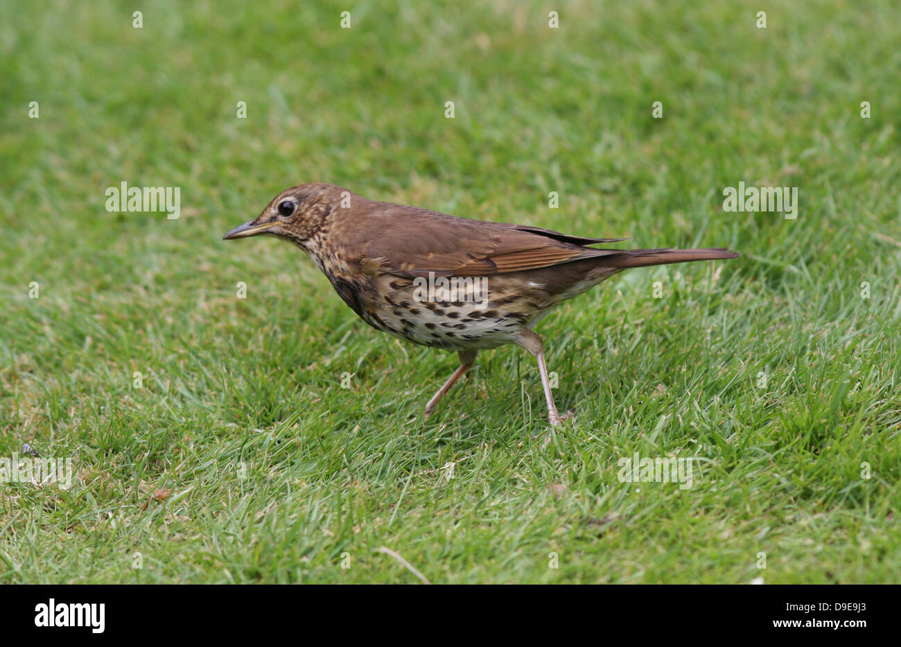 Grive musicienne, Turdus philomelos, l'alimentation à l'herbe pour écouter les vers, Banque D'Images