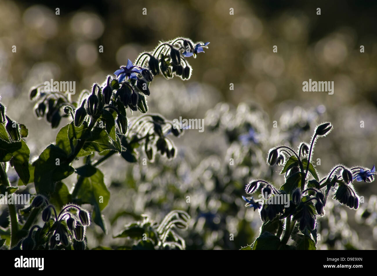 Fleurs de bourrache rétroéclairé et tête de semences cultivées sur une zone de bord pour attirer les abeilles dans le cadre d'un régime environnemental wildlife friendly Banque D'Images