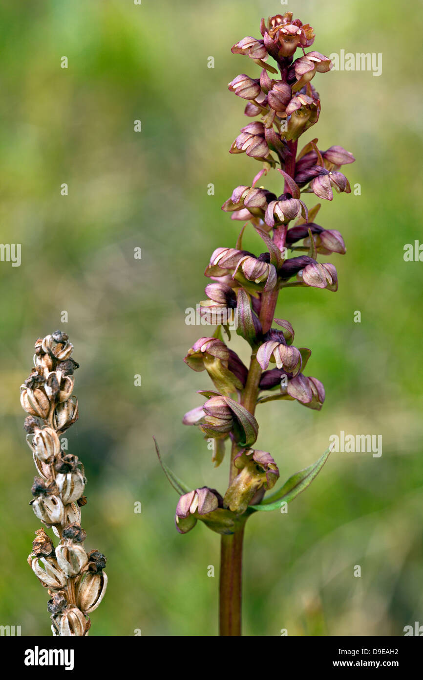 Orchidée grenouille (Coeloglossum viride) avec les coupelles de semences Banque D'Images