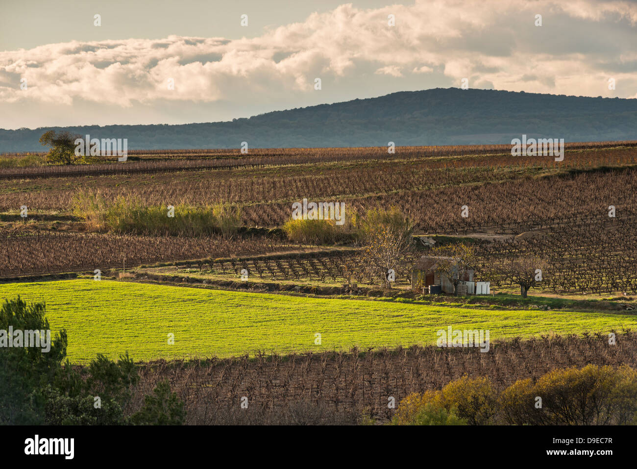 Les terres agricoles près de Caux, Hérault, Languedoc-Roussillon Banque D'Images