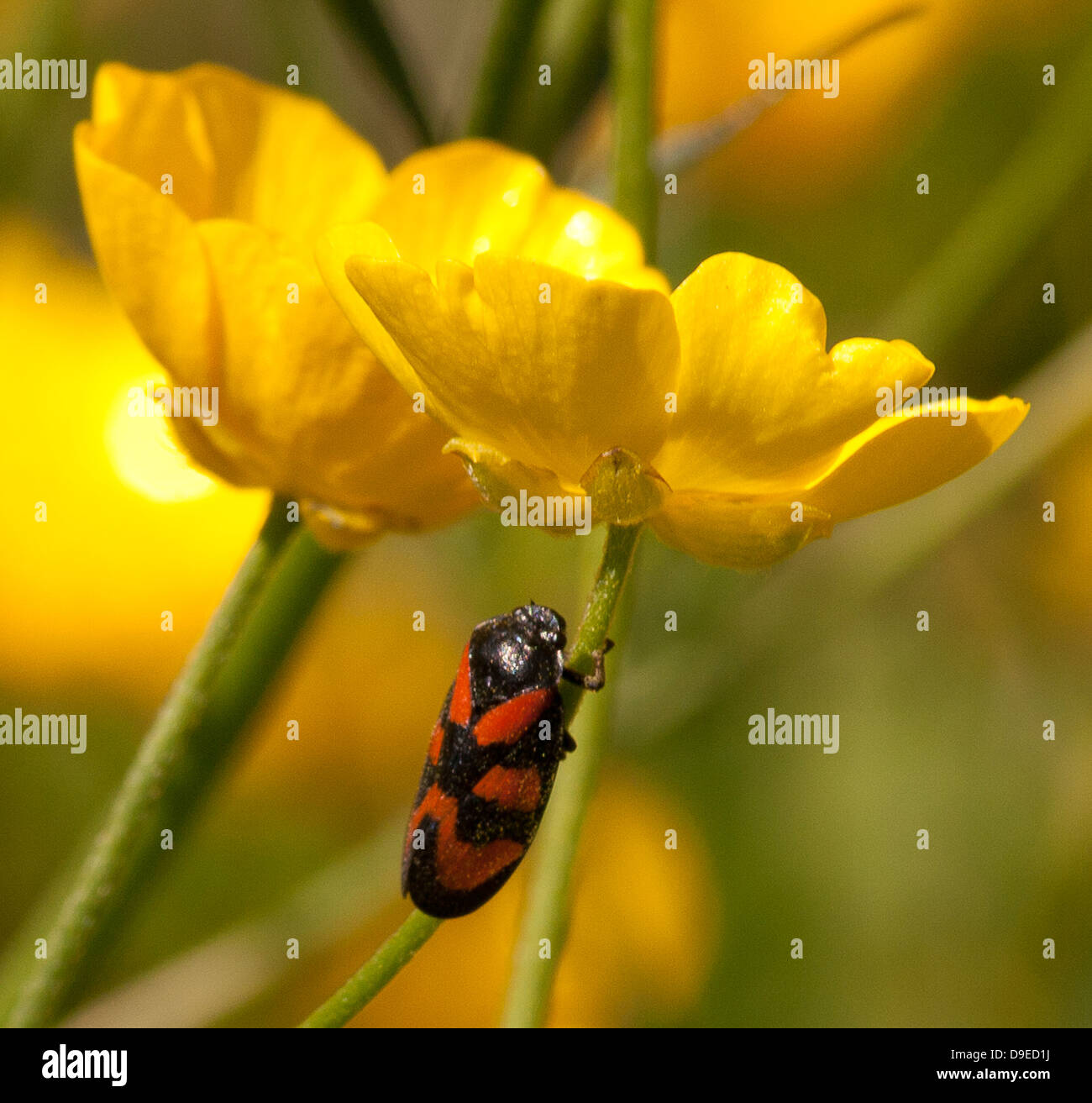 Noir et rouge sur la tige de renoncule Froghopper Banque D'Images