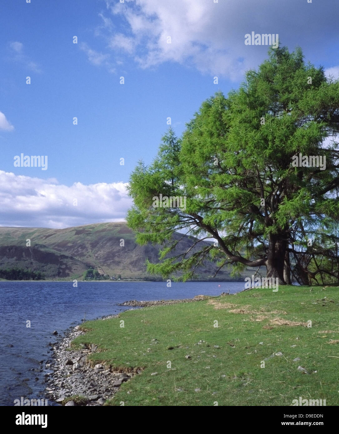 St Mary's Loch, Vallée supérieure de l'achillée, Frontières, Ecosse Banque D'Images