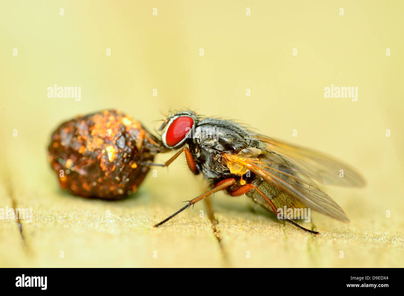 Gros plan macro d'une mouche de manger une boule de bouse. Banque D'Images