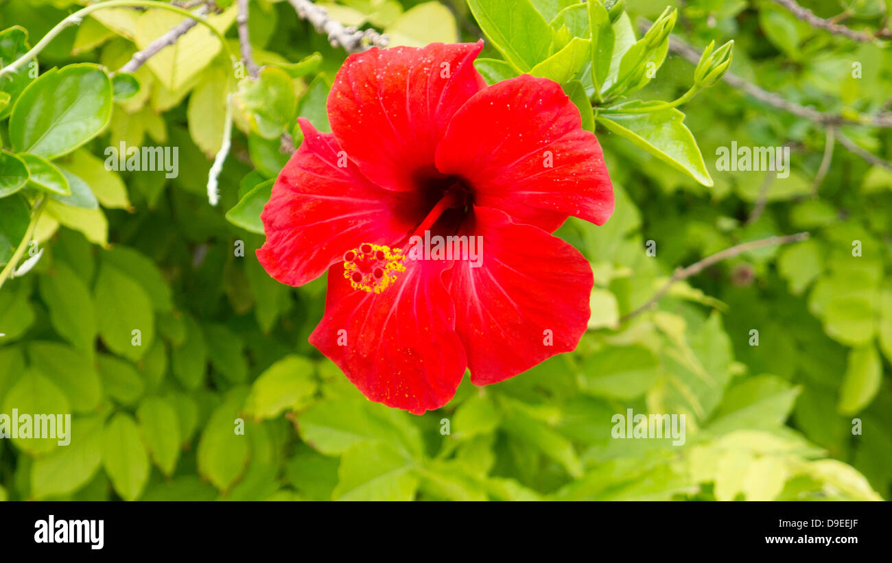 Fleur d'Hibiscus fleur rouge jardin Grec Banque D'Images