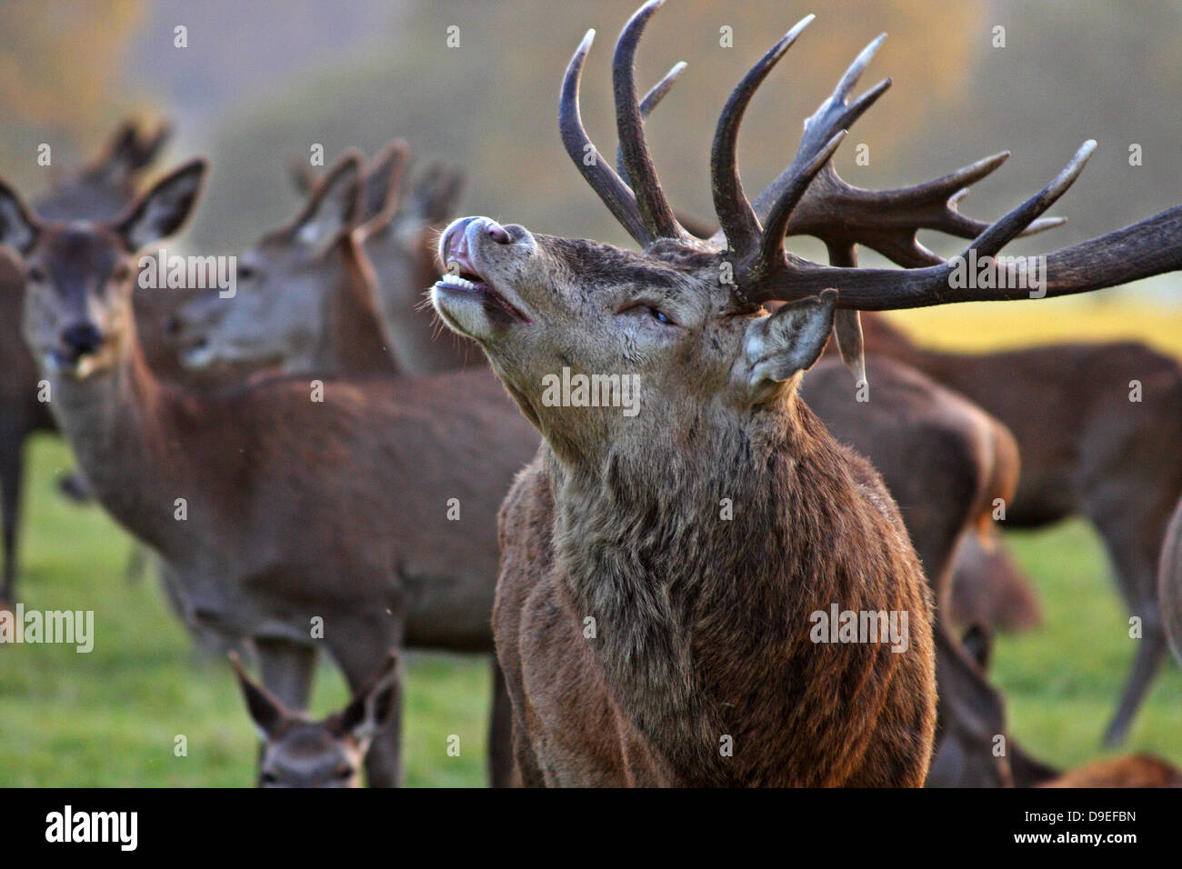 Deer, Red Deer mâle brâme dans la soirée du soleil dans la saison du rut. Banque D'Images