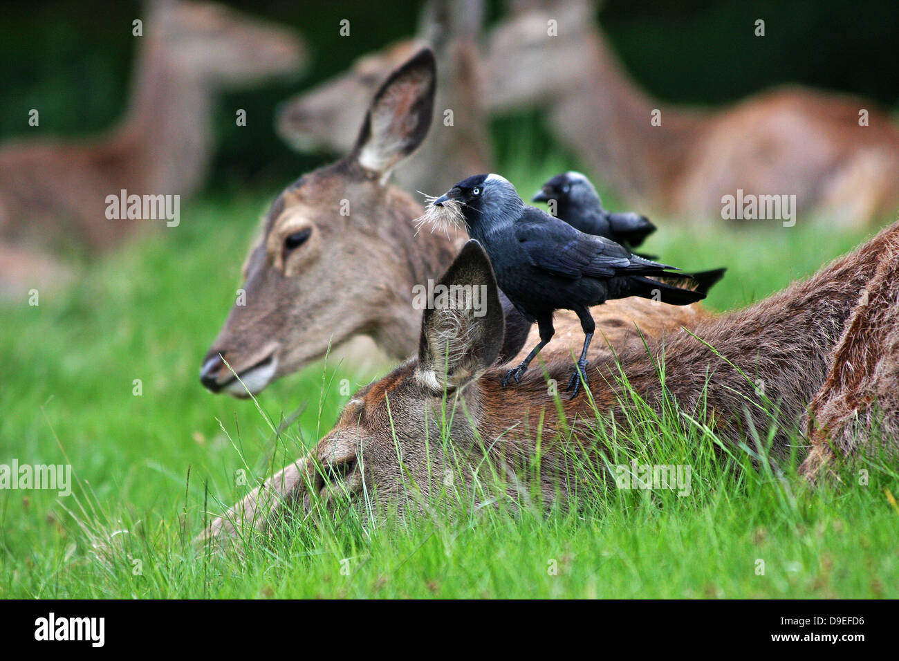 Vol de choucas fourrure de Red Deer pour construire leurs nids. Banque D'Images