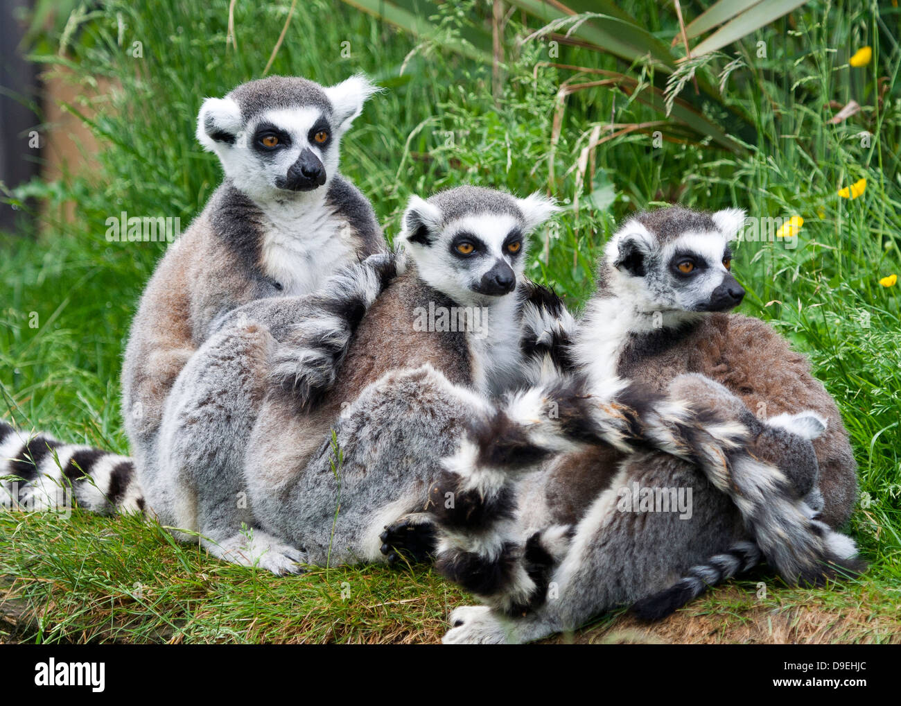 Untitled Document, Lemur catta, famille à Burford Cotswold Wildlife Park Madagascar à pied par l'attraction Banque D'Images