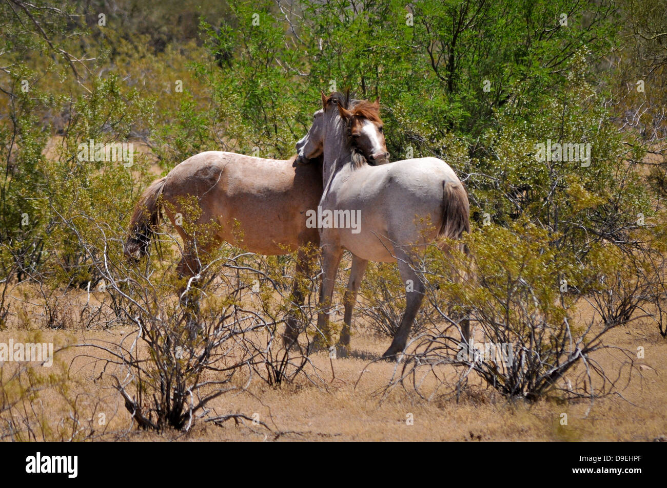 Les chevaux sauvages dans la région de désert de l'Arizona USA Banque D'Images