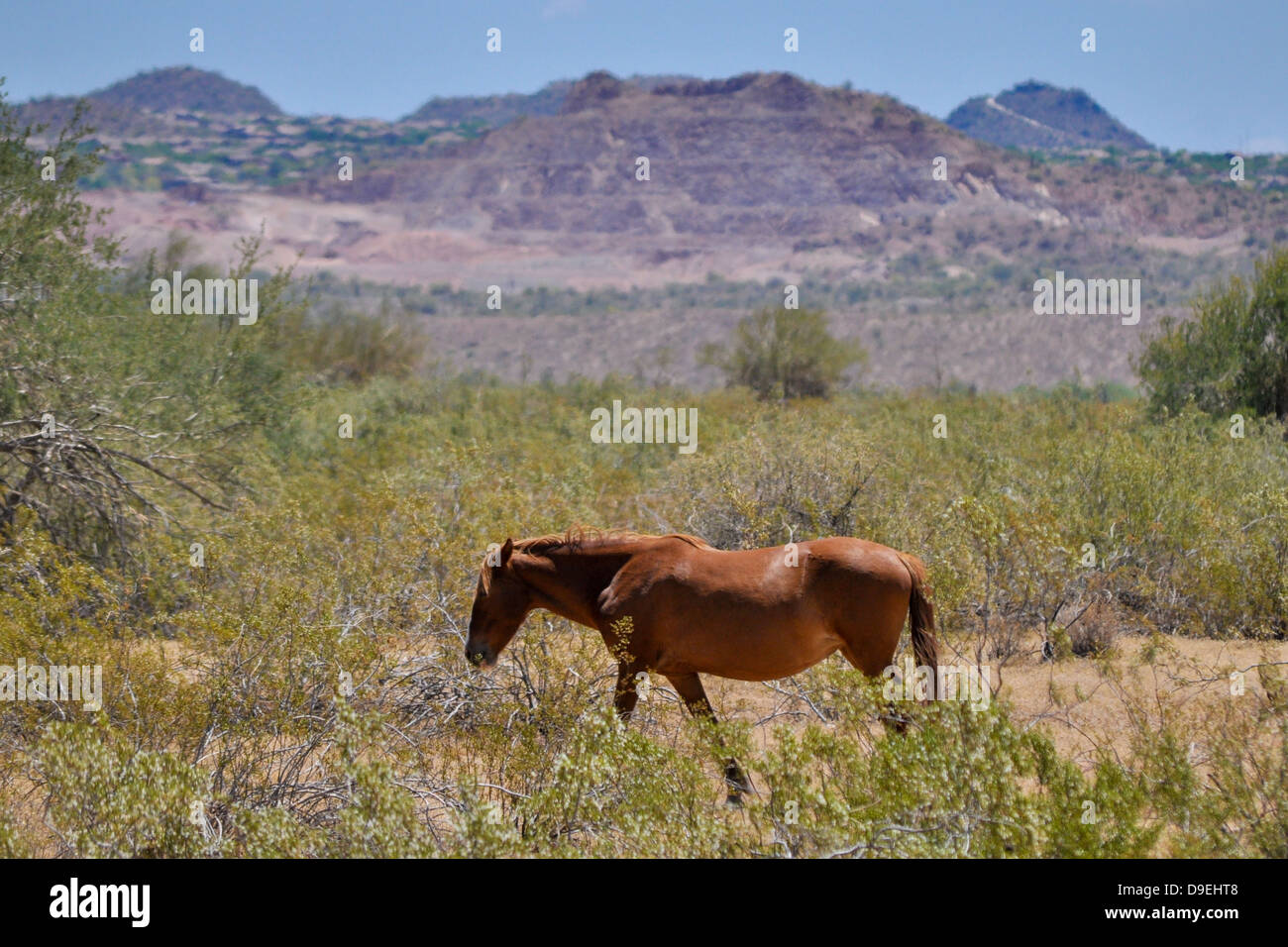 Les chevaux sauvages dans la région de désert de l'Arizona USA Banque D'Images