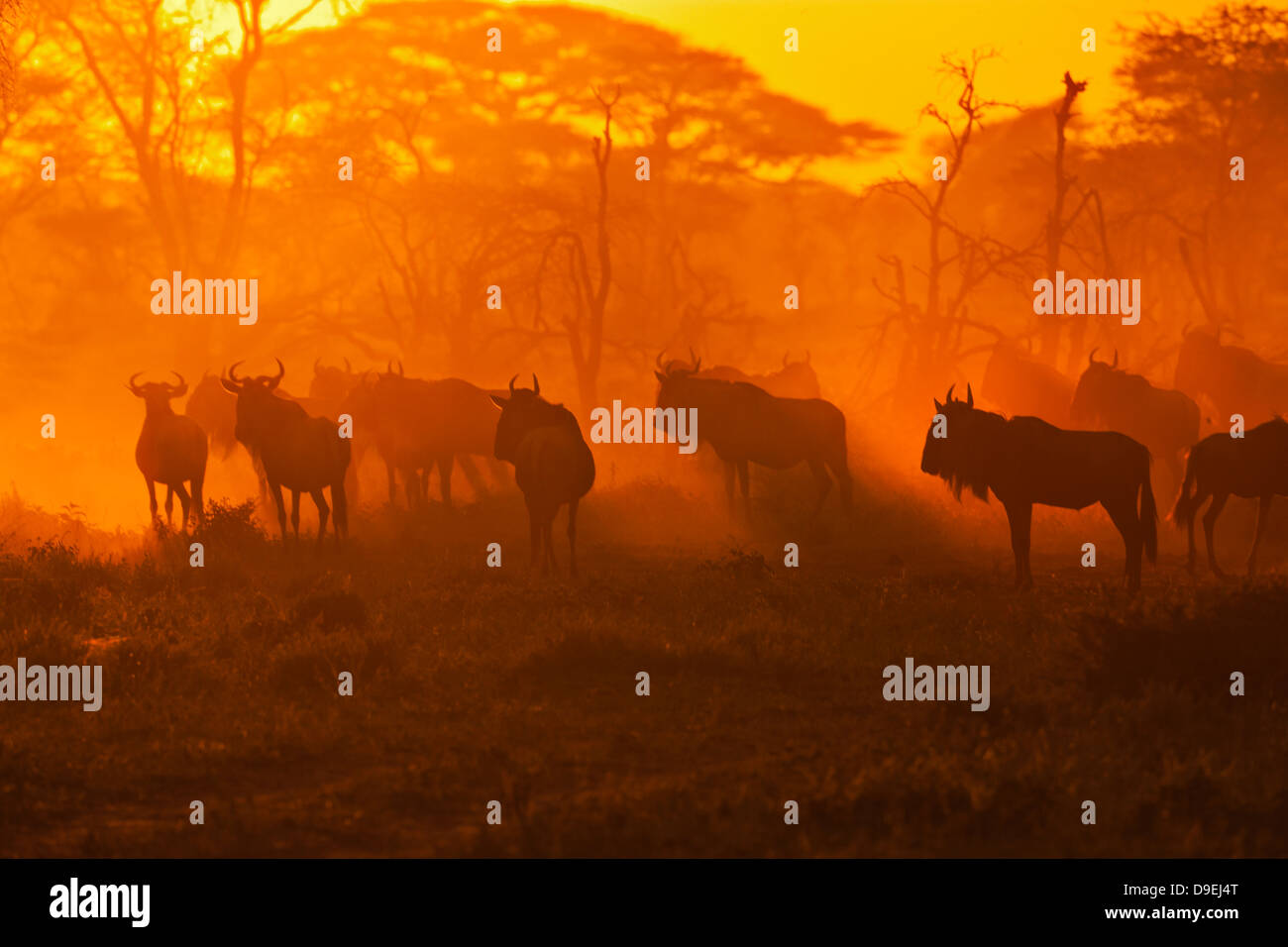 Troupeau de gnous au lever du soleil, migration des gnous, de l'écosystème du Serengeti, Tanzanie Banque D'Images