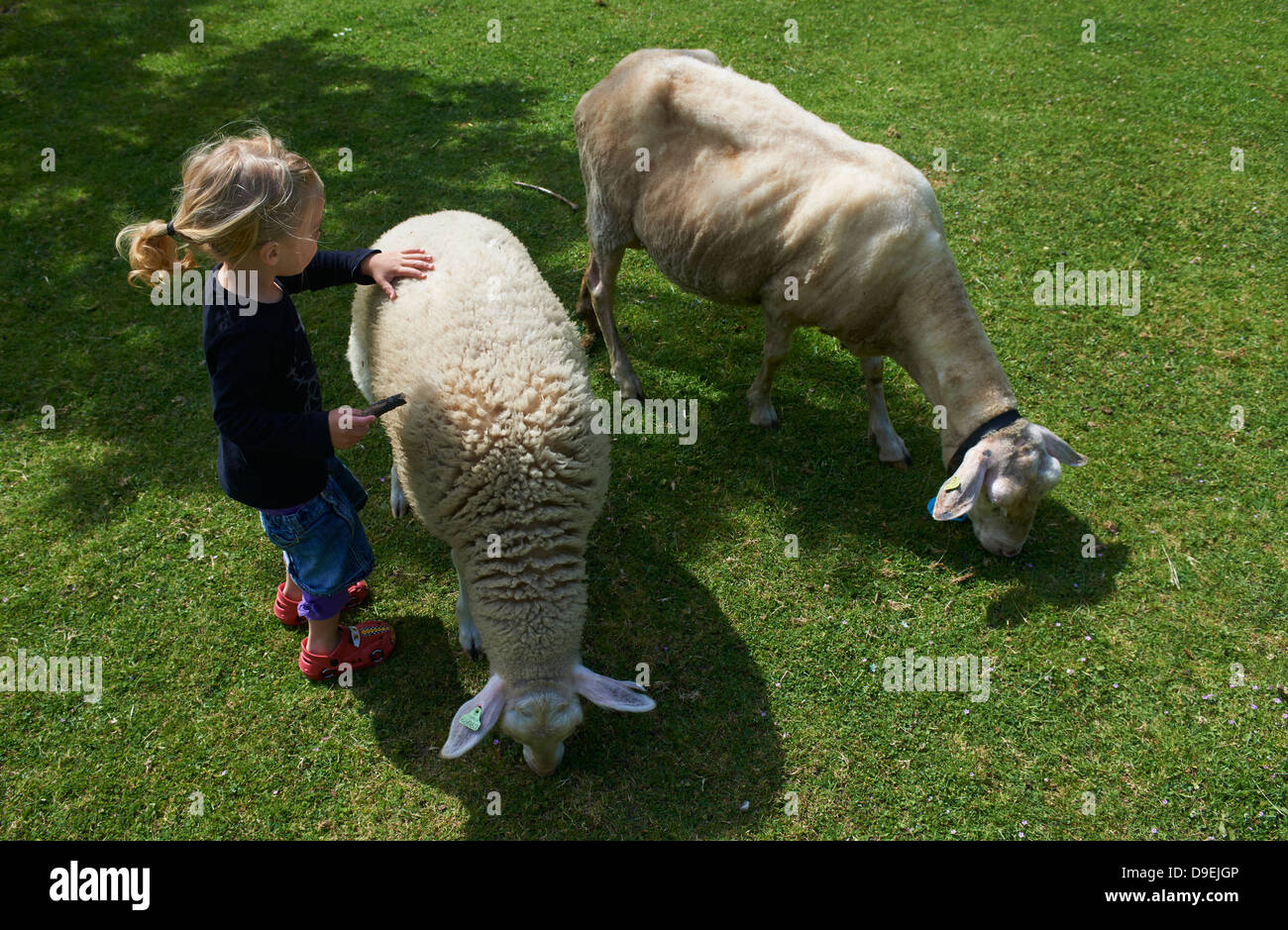 Enfant fille blonde avec deux moutons journée ensoleillée à l'extérieur Banque D'Images