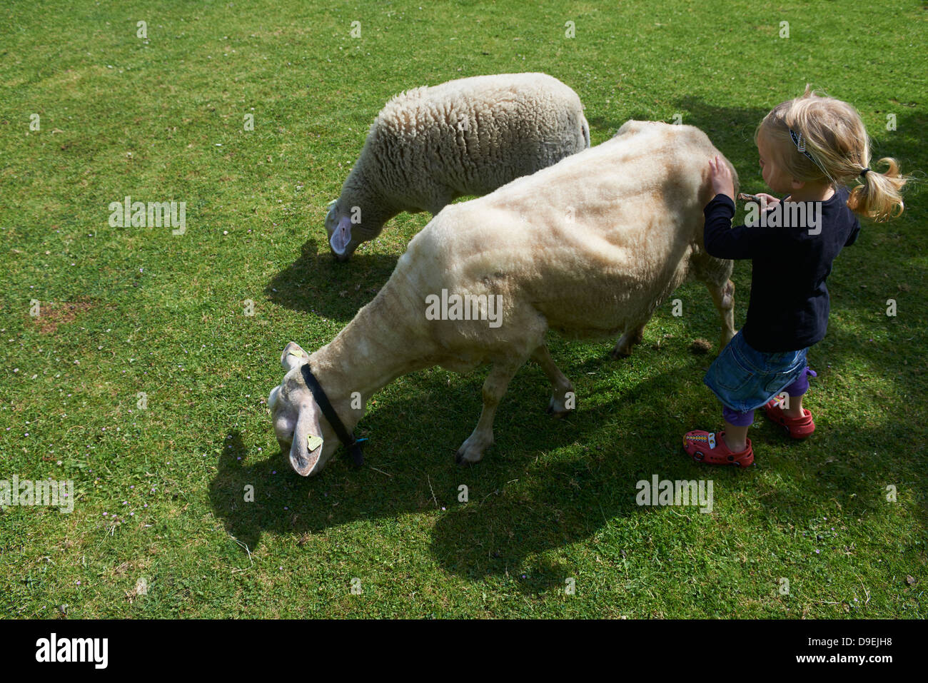 Enfant fille blonde avec deux moutons journée ensoleillée à l'extérieur Banque D'Images