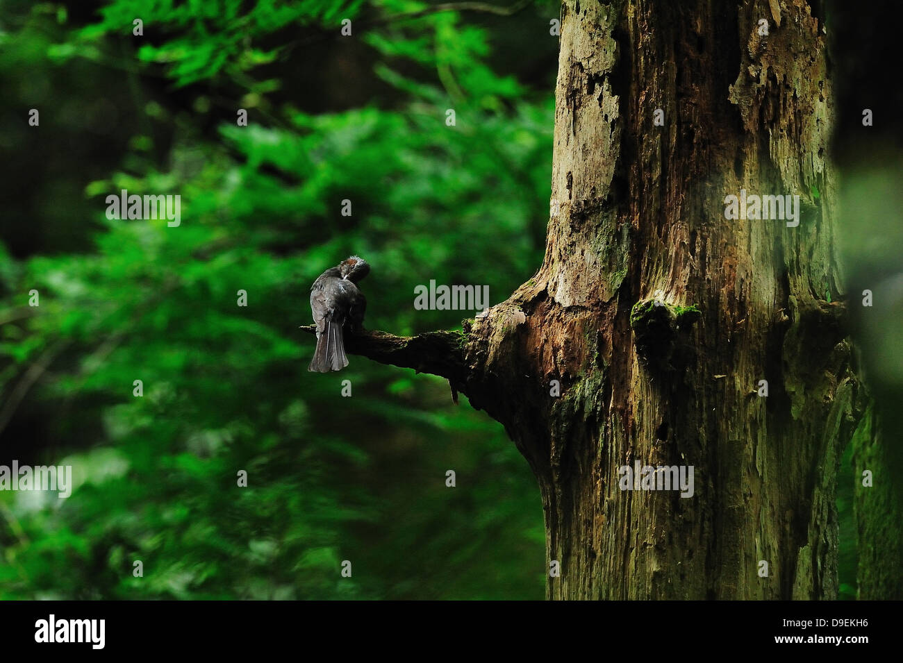 Oiseau Noir sur un arbre Banque D'Images