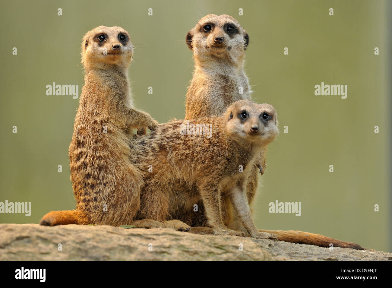 Meerkat, Lynx lynx, les jeunes animaux Banque D'Images