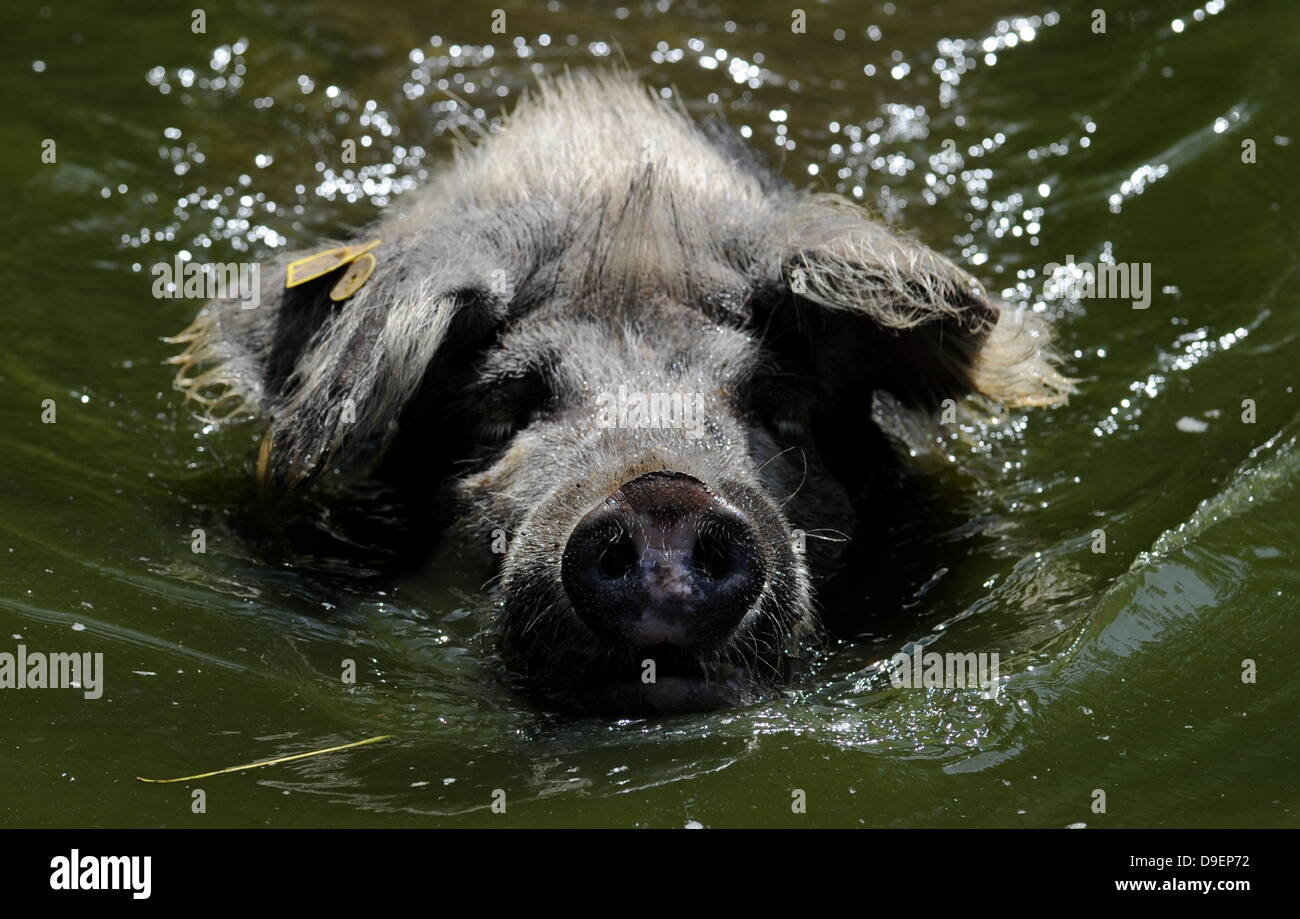 Warder, Allemagne. 18 Juin, 2013. La tête et le museau d'un cochon turopolje peaks hors de l'eau dans un étang de l'Arche Warder parc animalier de Warder, Allemagne, 18 juin 2013. Turopolje pig sont d'excellents nageurs qui sont capables de plonger sous l'eau sur leur recherche de nourriture, y compris les palourdes et moules. Photo : Carsten Rehder/dpa/Alamy Live News Banque D'Images