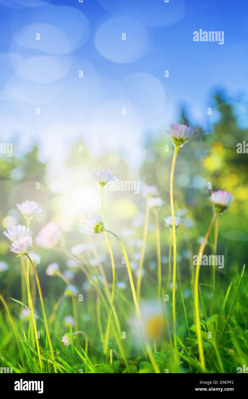 Petit daisys dans low angle rétro-éclairage pendant l'été Banque D'Images