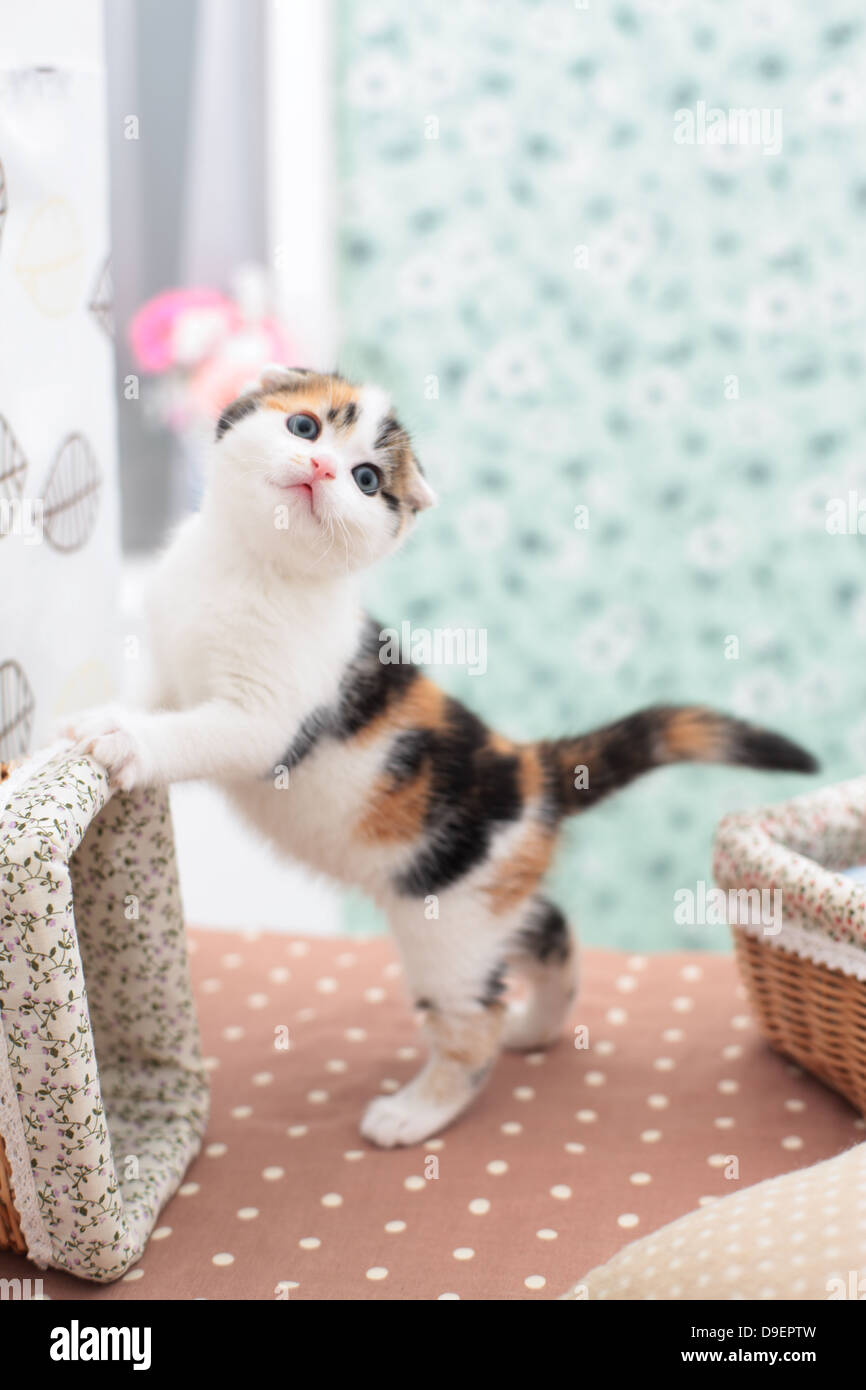 Scottish Fold Banque D'Images