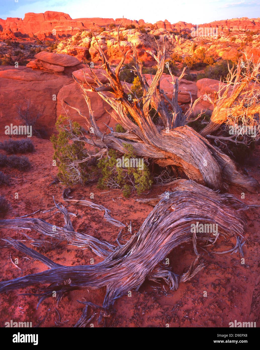 Arbre généalogique de Juniper dans dernière lumière près de fournaise ardente dans Arches National Park près de Moab, Utah Banque D'Images