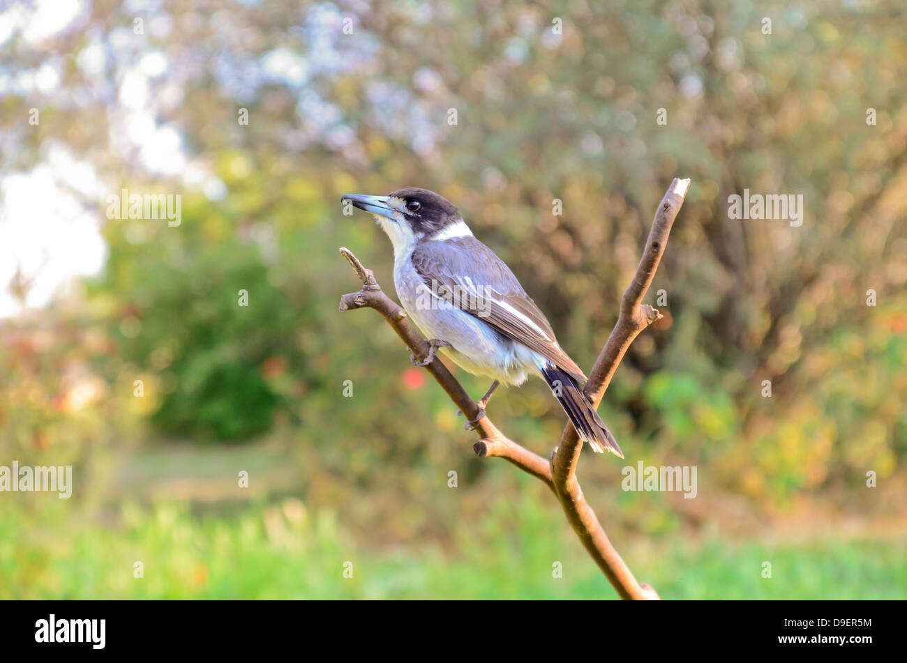 Butcherbird Grey australienne, Cracticus torquatus Banque D'Images