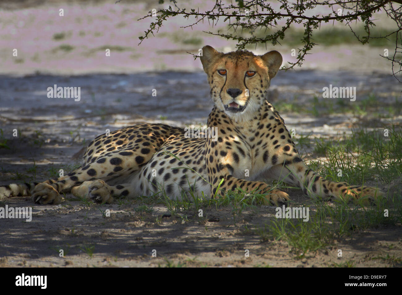 Le Guépard (Acinonyx jubatus), Nxai Pan National Park, Botswana, Africa Banque D'Images