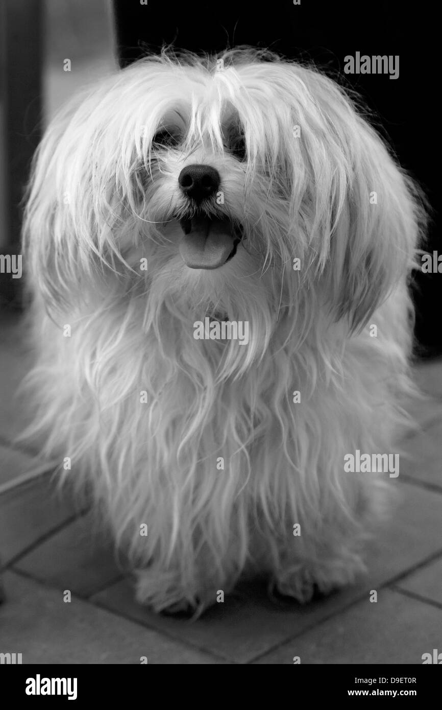 Bichon Maltais mâle haletant. Banque D'Images