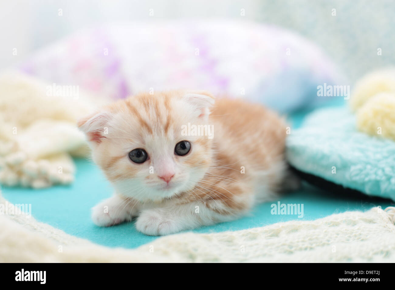 Scottish Fold Banque D'Images