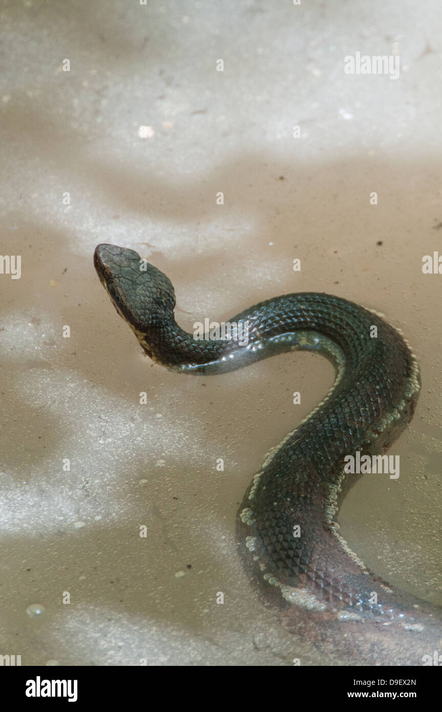 Un Mocassin d'eau dans de l'eau sale avec la tête relevée. Banque D'Images