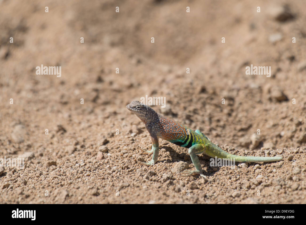 Une plus grande earless lizard Big Bend National Park Tx Banque D'Images