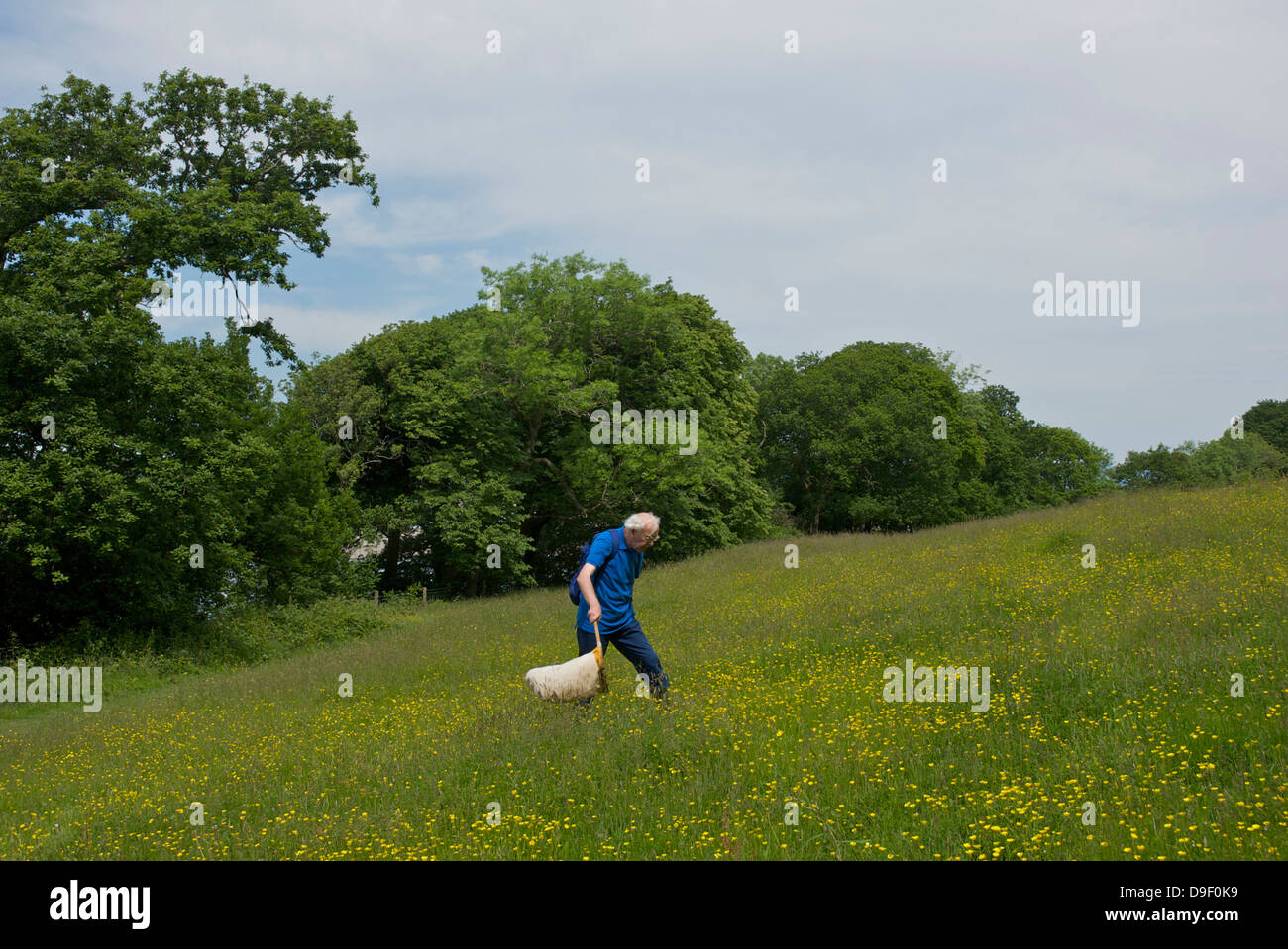 Man la collecte des bogues dans la prairie de fleurs sauvages dans le bois, près de Grubbins Arnside, Cumbria, Angleterre, Royaume-Uni Banque D'Images