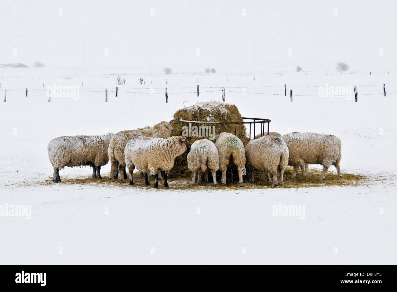 Moutons sur la côte de la mer du Nord dans la neige sur le pâturage, les moutons sur la mer du Nord dans la neige sur le pré Banque D'Images