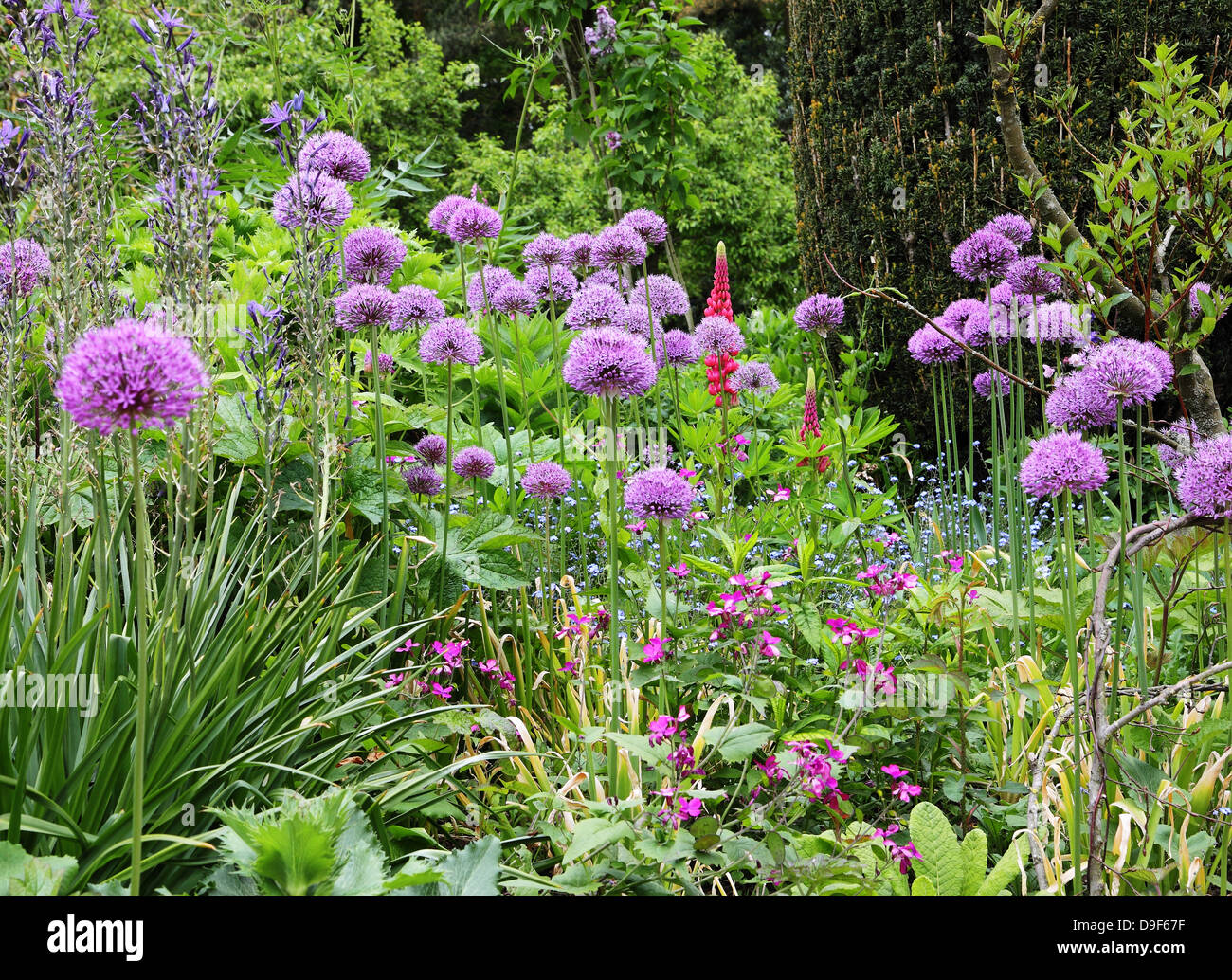 Close up of a Purple Allium Fleurs dans un jardin border Banque D'Images