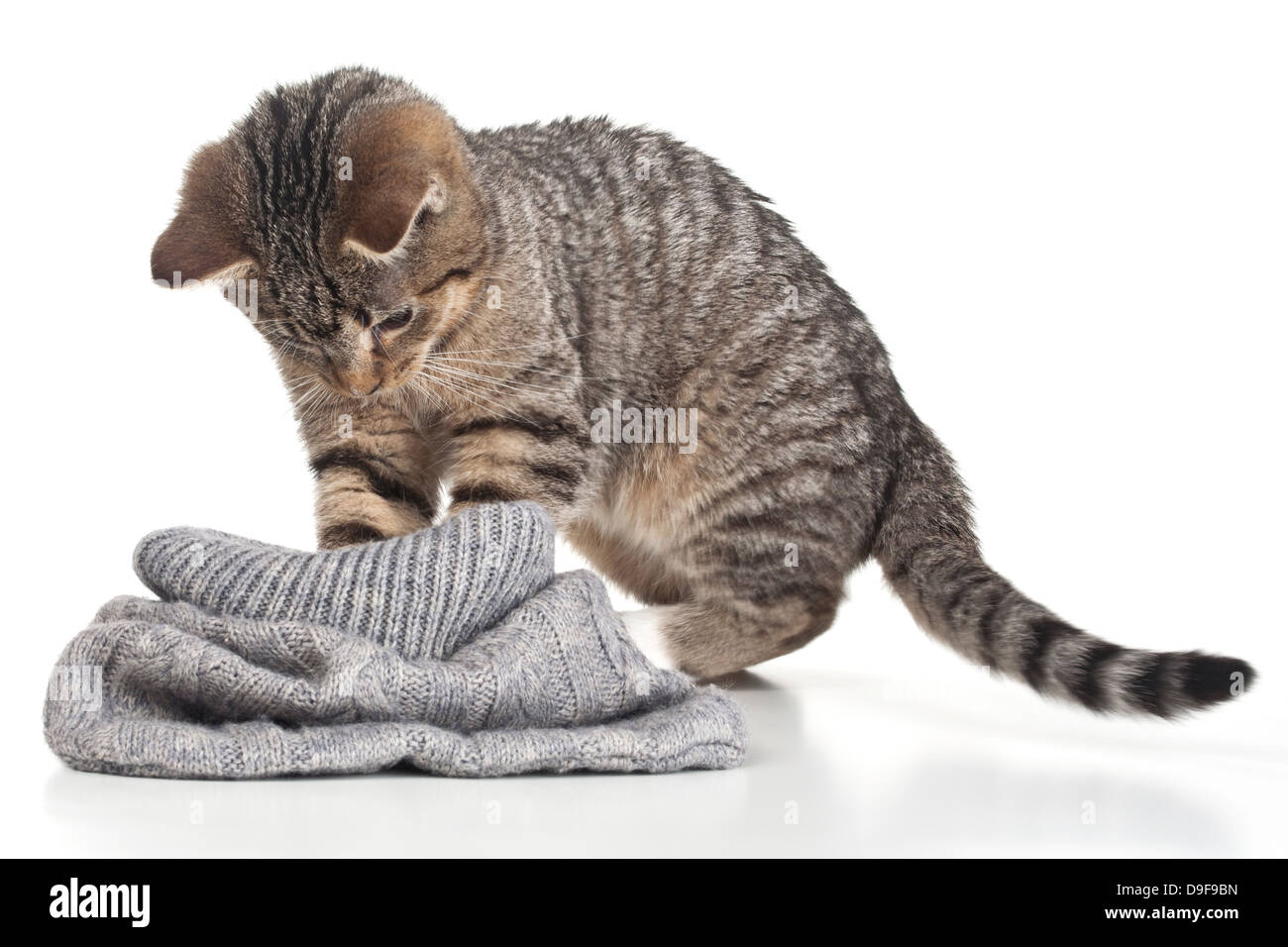 Jeune chat joue avec un sac de laine, mastics jouant avec un sac de laine Banque D'Images