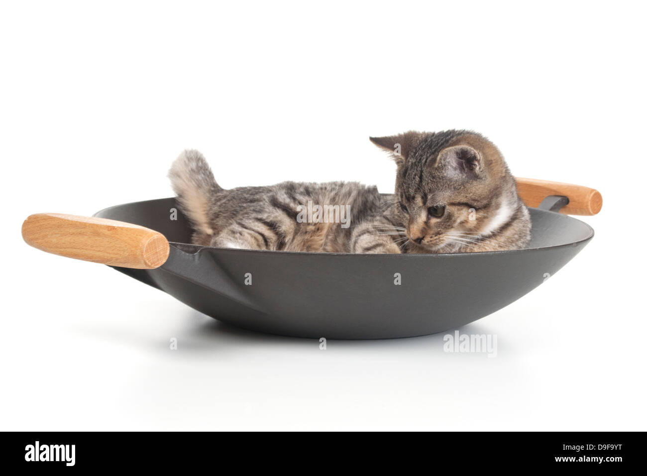 Jeune chat dans un wok, mastics dans un wok Banque D'Images