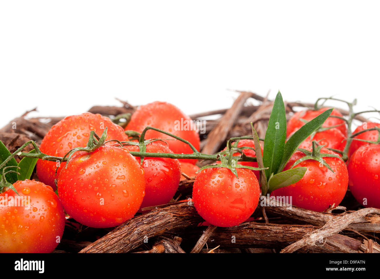 Tomates Tomates arbustives Banque D'Images