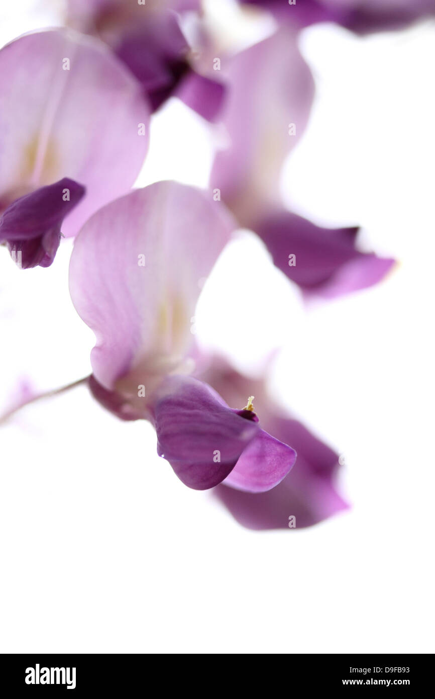 Les fleurs de glycine Banque D'Images