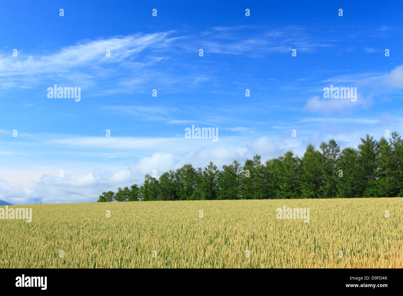 Forêt de mélèzes, champ de blé et du ciel, Hokkaido Banque D'Images