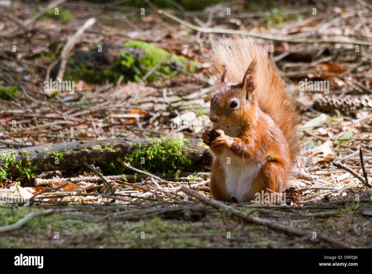 L'écureuil roux, Sciurus vulgaris manger une noix, le Loch Lomond et le Parc National des Trossachs, Ecosse, Royaume-Uni Banque D'Images L'écureuil roux, Sciurus vulgaris manger une noix, le Loch Lomond et le Parc National des Trossachs, Ecosse, Royaume-Uni Banque D'Images