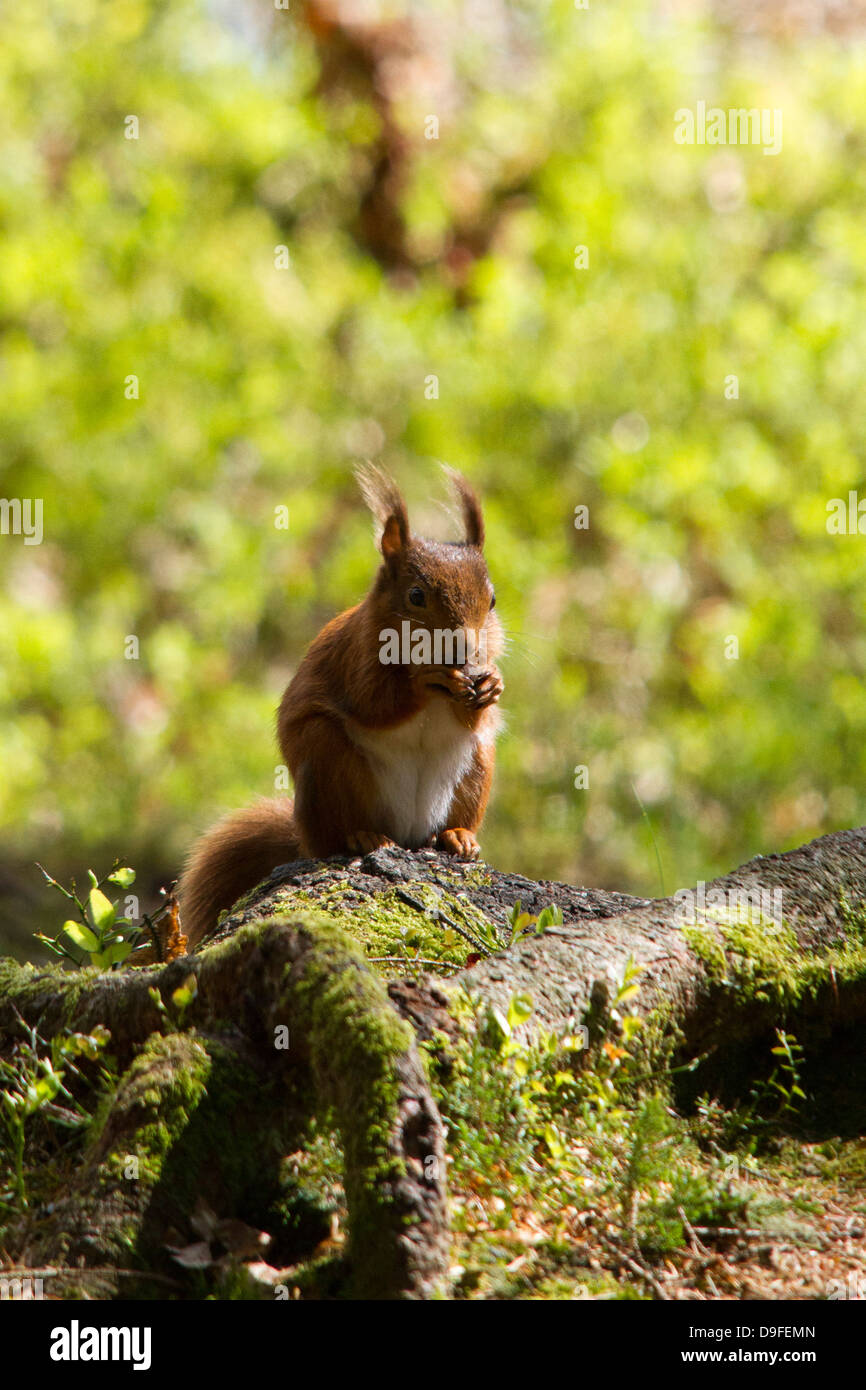L'écureuil roux, Sciurus vulgaris manger une noix, le Loch Lomond et le Parc National des Trossachs, Ecosse, Royaume-Uni Banque D'Images L'écureuil roux, Sciurus vulgaris manger une noix, le Loch Lomond et le Parc National des Trossachs, Ecosse, Royaume-Uni Banque D'Images