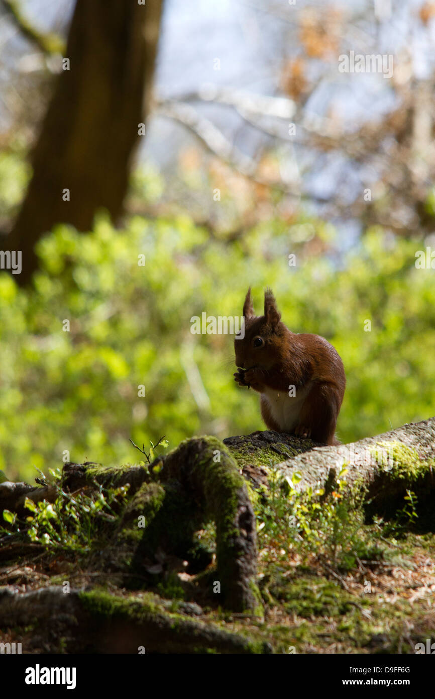 L'écureuil roux, Sciurus vulgaris manger une noix, le Loch Lomond et le Parc National des Trossachs, Ecosse, Royaume-Uni Banque D'Images L'écureuil roux, Sciurus vulgaris manger une noix, le Loch Lomond et le Parc National des Trossachs, Ecosse, Royaume-Uni Banque D'Images