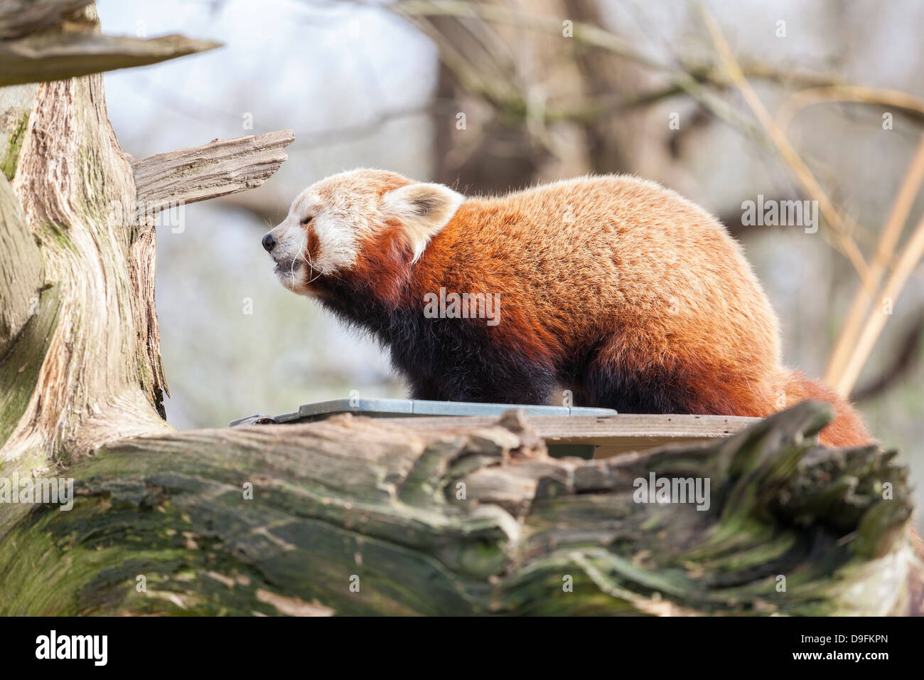 Le panda rouge, Cotswold Wildlife Park, Costswolds, Gloucestershire, England, UK Banque D'Images