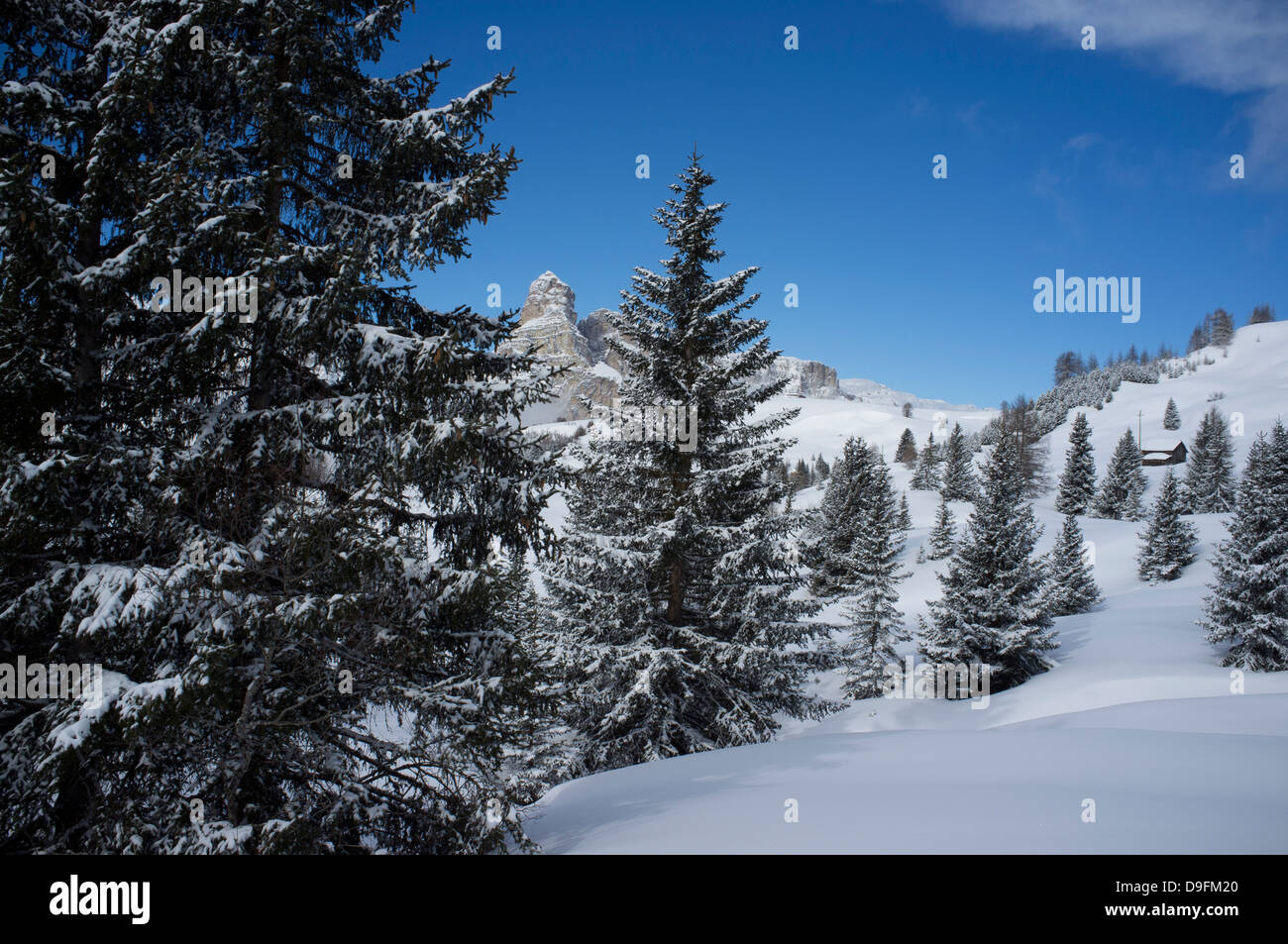 Sassongher Mountain vue à travers les arbres couverts de neige à la station de ski Alta Badia près de Corvara, Dolomites, Tyrol du Sud, Italie Banque D'Images