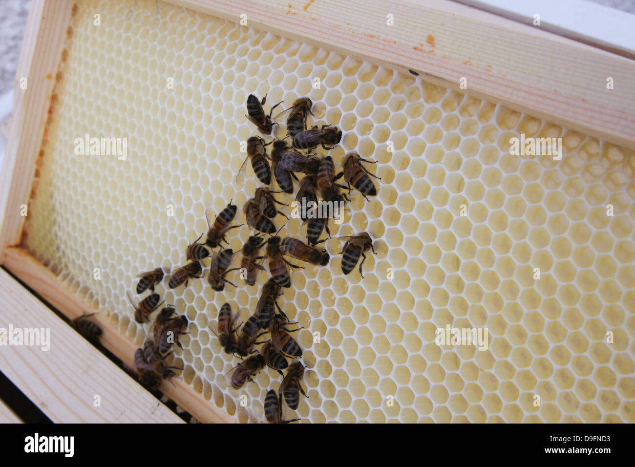 Inspection de ruche Banque D'Images
