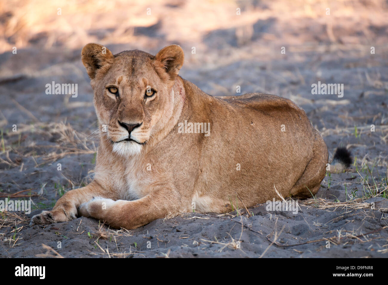 Lioness (Panthera leo), chef de l'Île, Moremi, Okavango Delta, Botswana, Africa Banque D'Images
