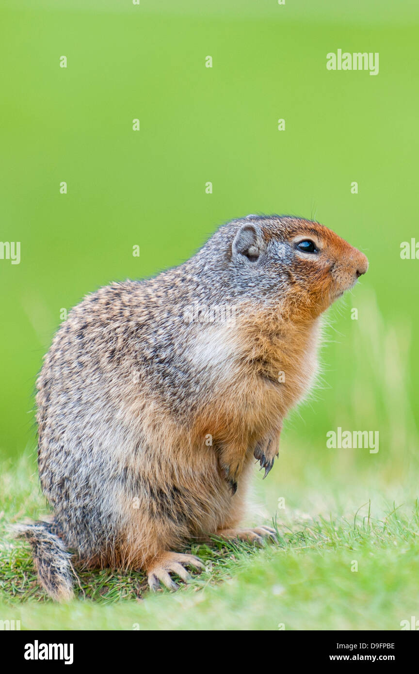 Columbian (Spermophilus columbianus), Barkersville, British Columbia, Canada Banque D'Images