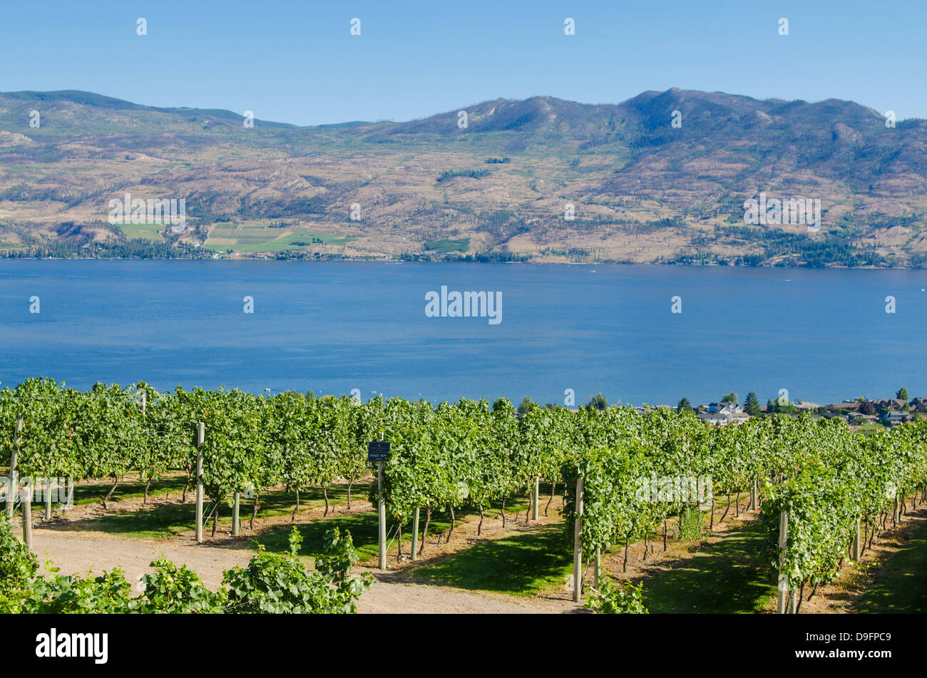 Les vignes et le lac Okanagan à Mission Hill Family Estate, Kelowna, Colombie-Britannique, Canada Banque D'Images