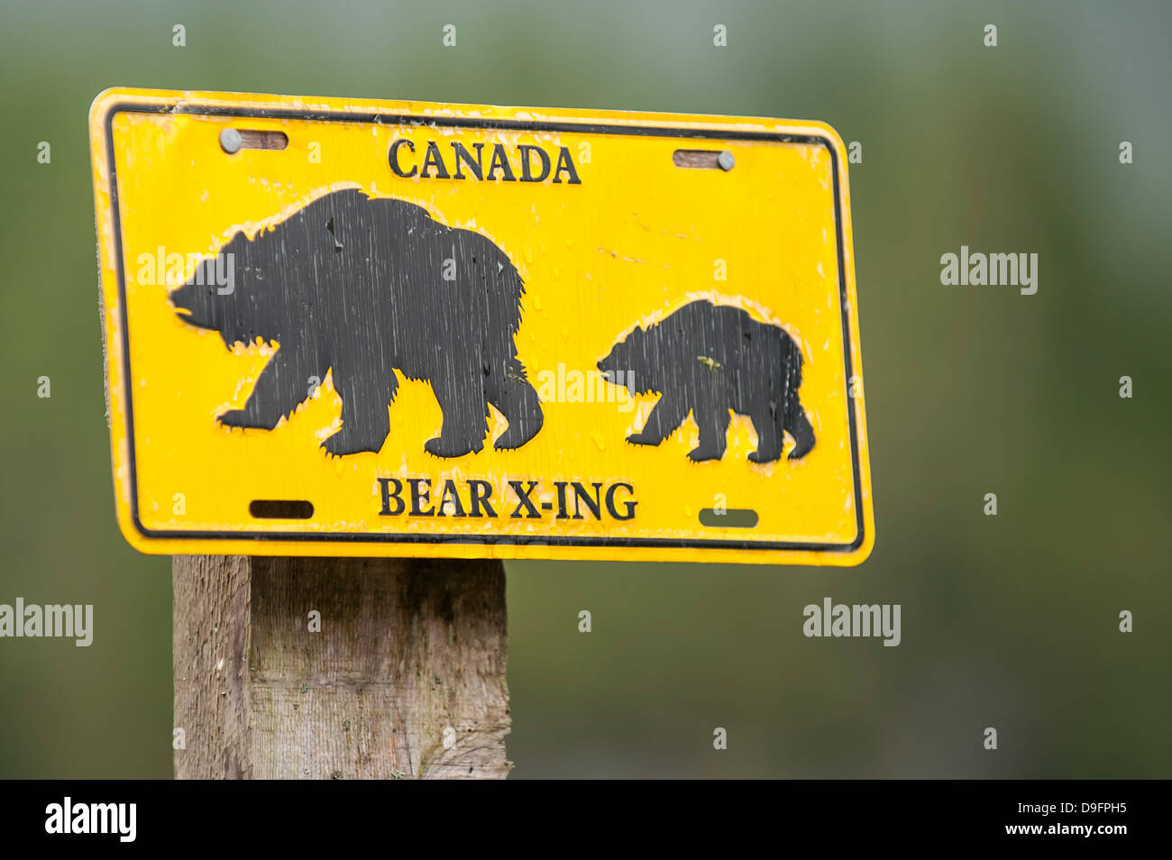 Signe de l'ours, le Great Bear Lodge, la forêt pluviale de Great Bear, en Colombie-Britannique, Canada Banque D'Images