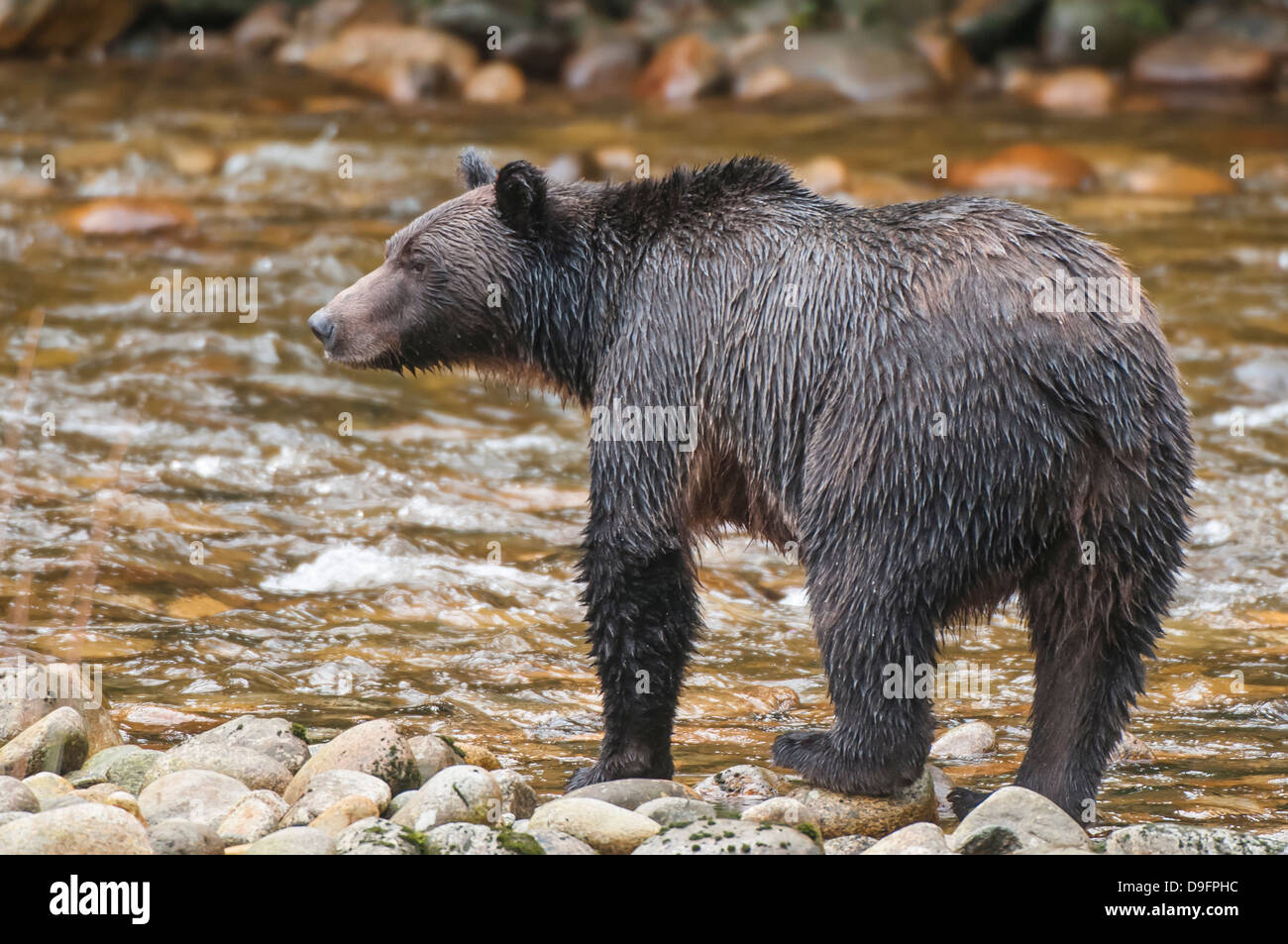 Brown ou grizzli (Ursus arctos) la pêche du saumon dans la forêt pluviale de Great Bear, en Colombie-Britannique, Canada Banque D'Images