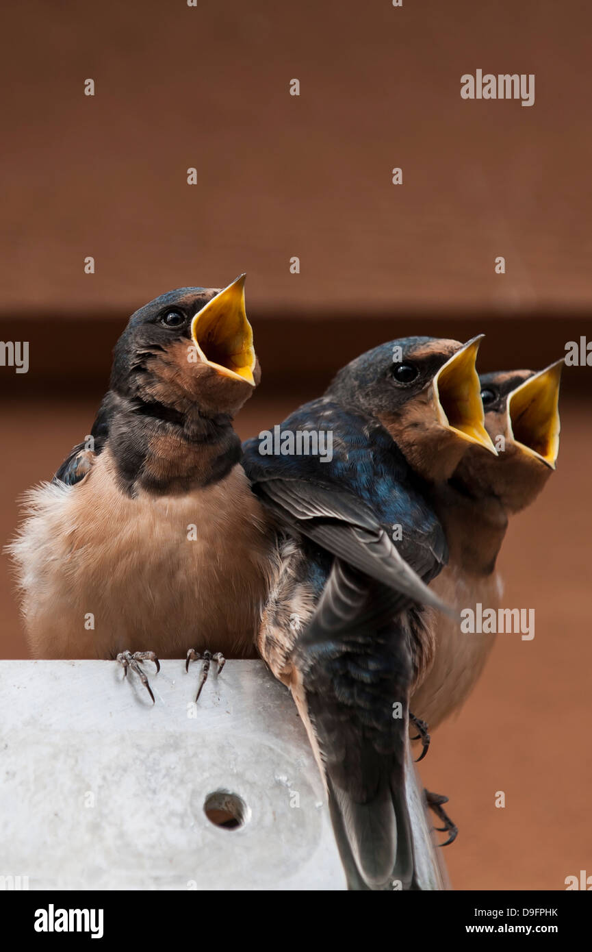 Jeunes L'hirondelle rustique (Hirundo rustica), la forêt pluviale de Great Bear, en Colombie-Britannique, Canada Banque D'Images
