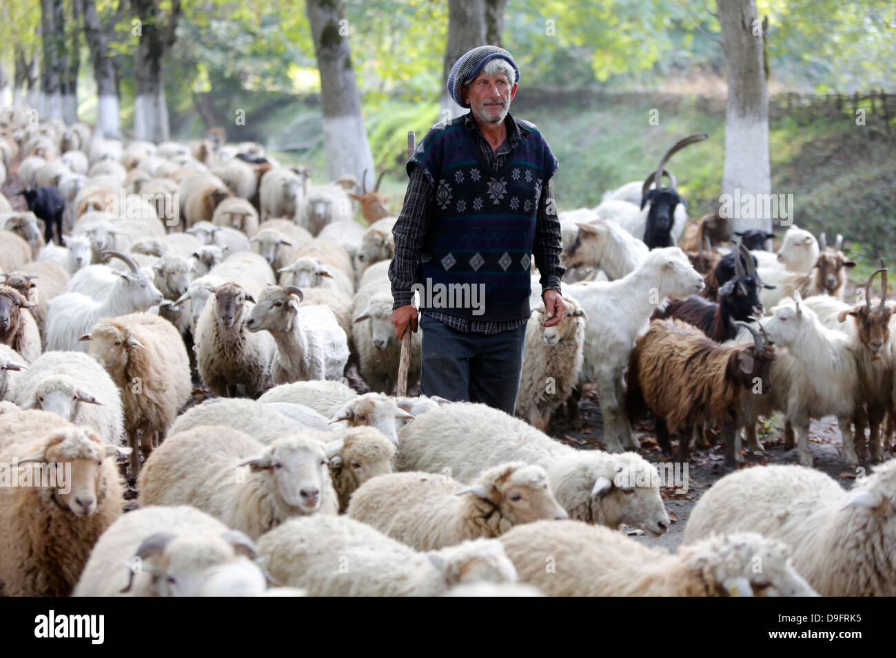 Berger et troupeau dans la province de Sheki, Azerbaïdjan, Asie centrale Banque D'Images